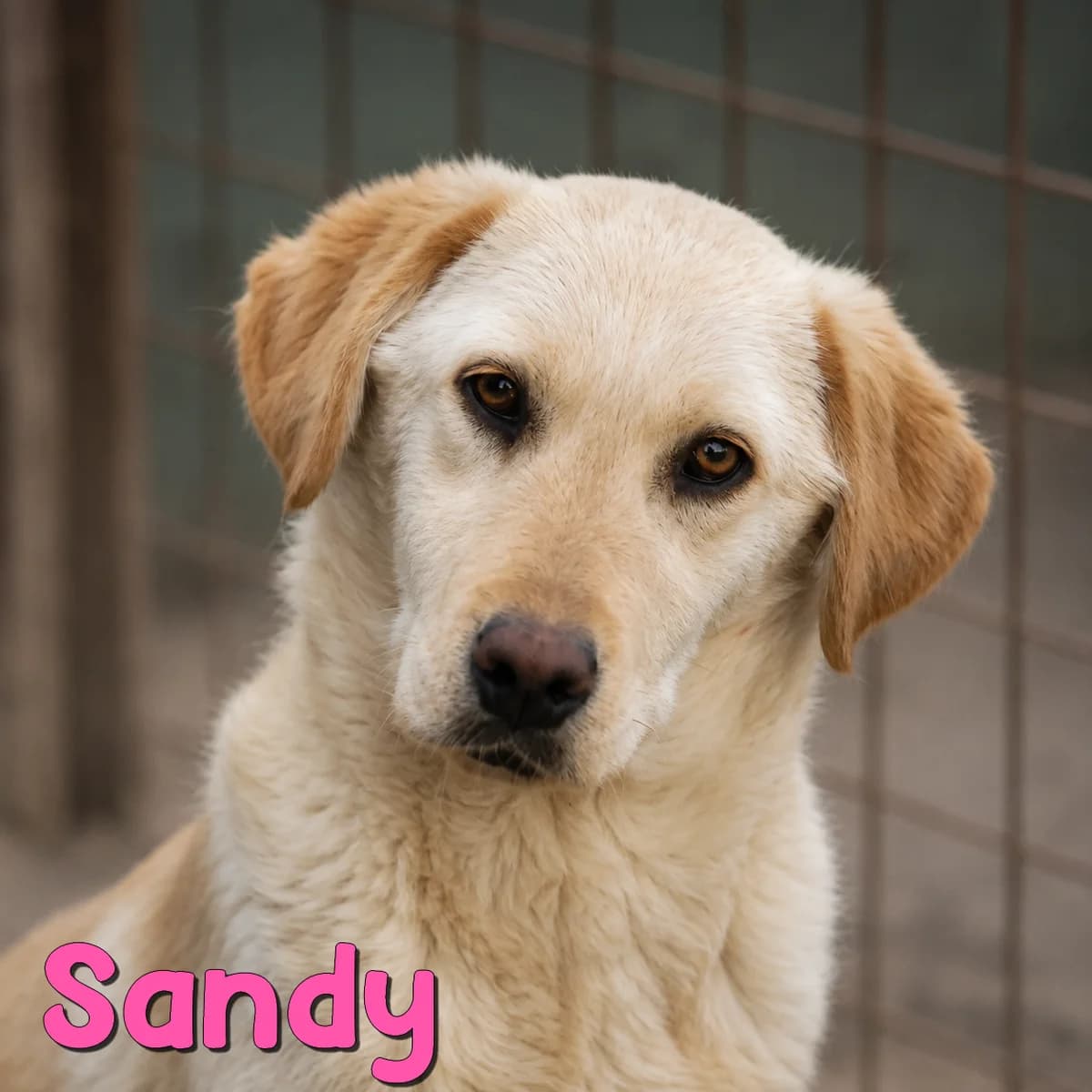 Sandy2, female Mixed Breed for adoption at Nobody S Dog France