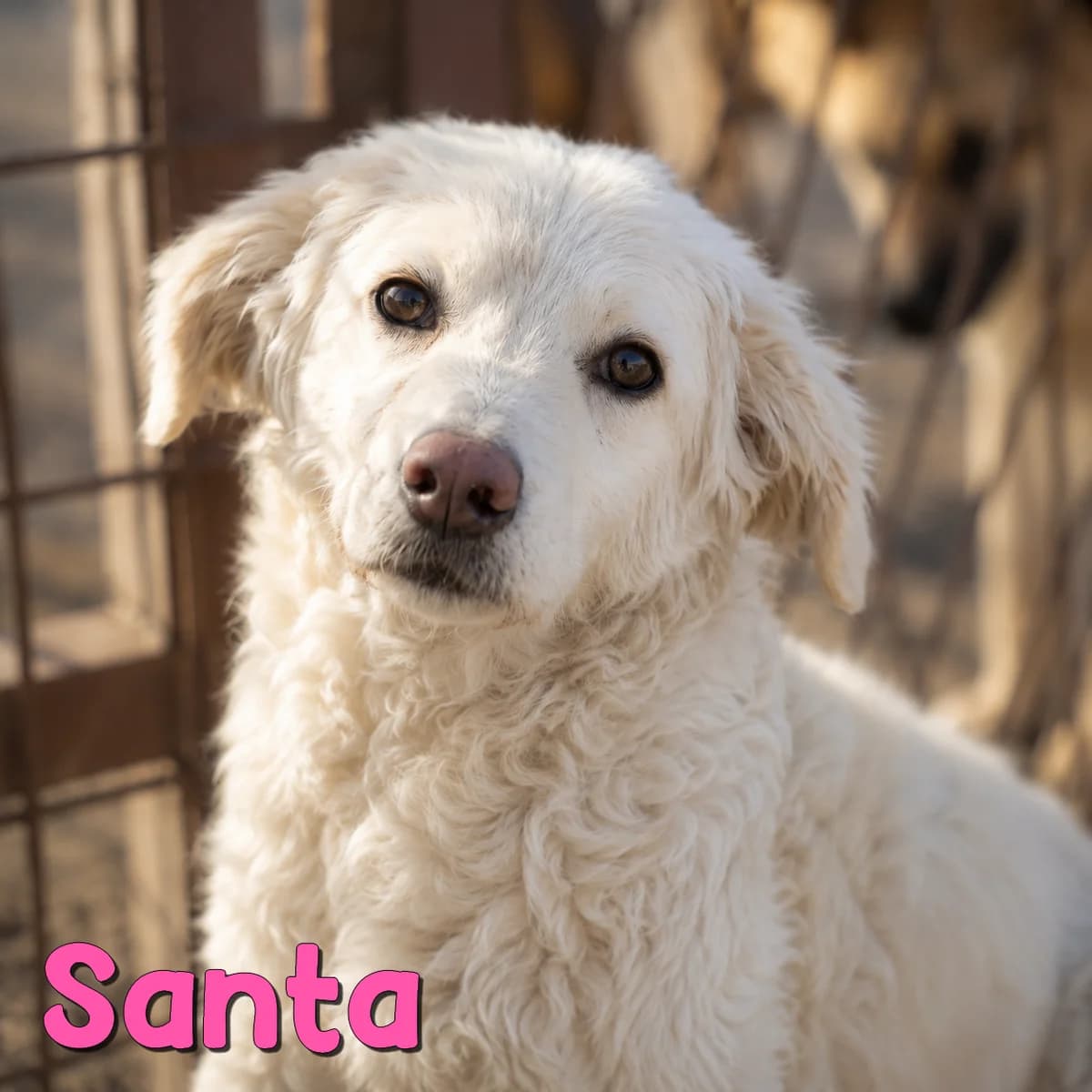 Santa2, female Mixed Breed for adoption at Nobody S Dog France