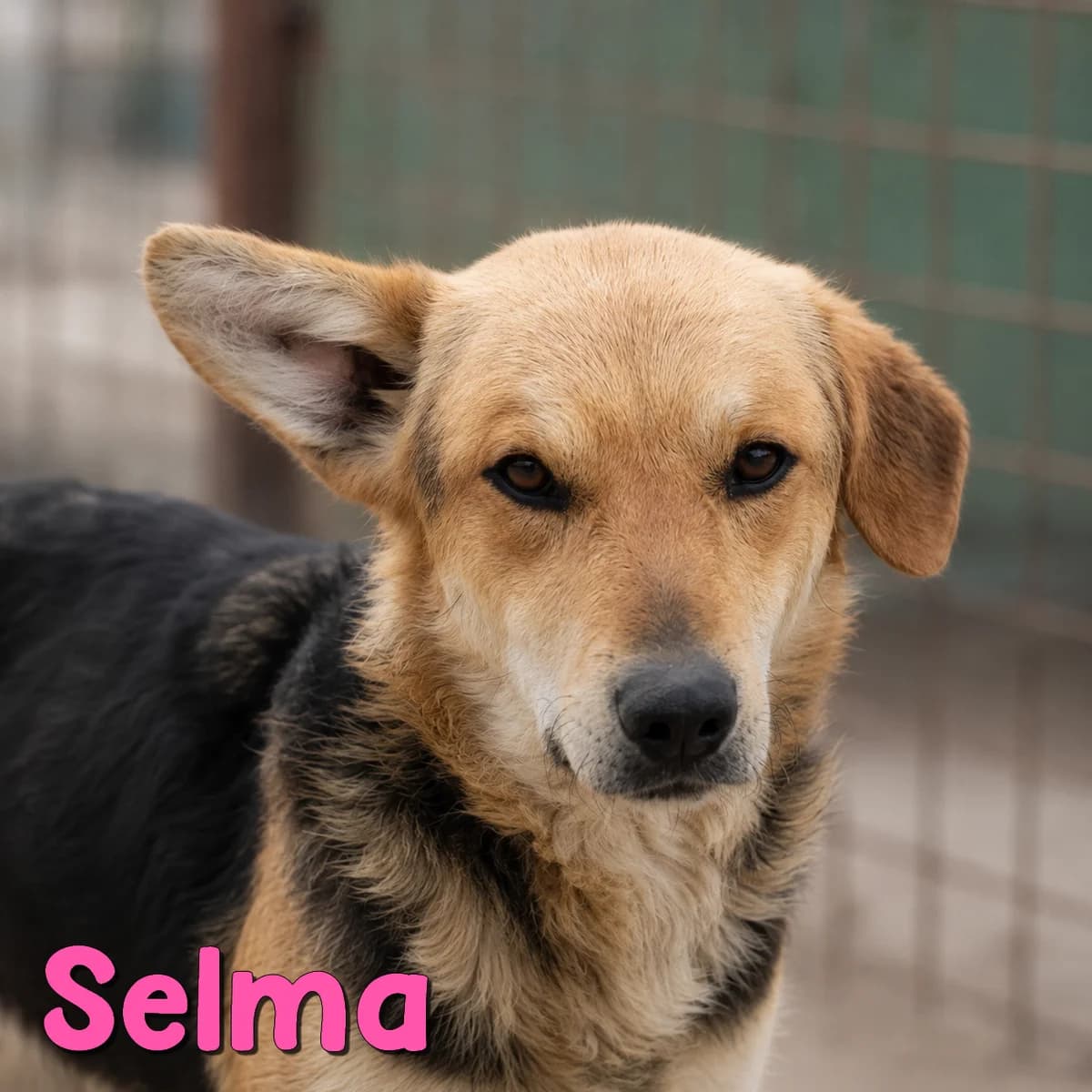 Selma2, female Mixed Breed for adoption at Nobody S Dog France