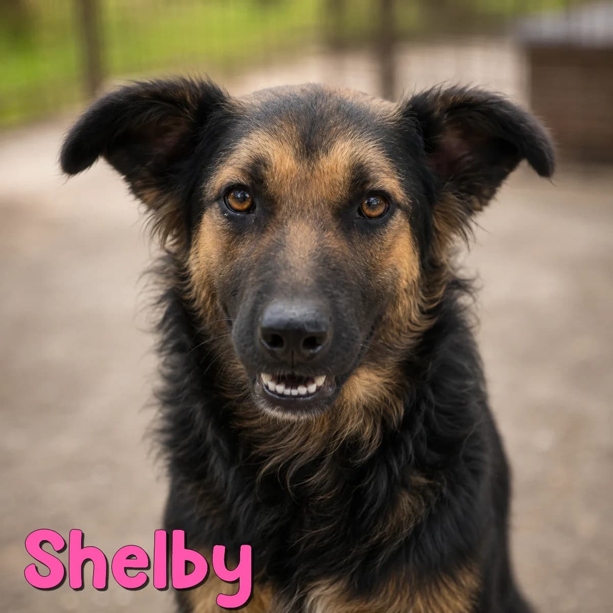 Shelby2, female Mixed Breed for adoption at Nobody S Dog France