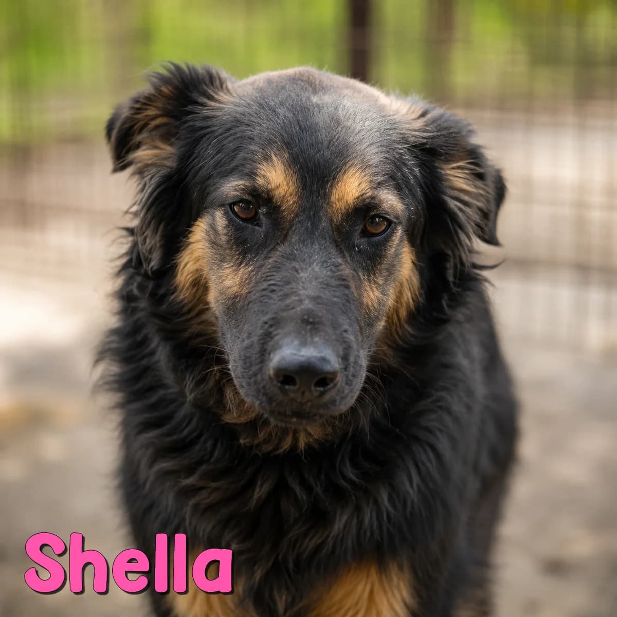 Shella2, female Mixed Breed for adoption at Nobody S Dog France