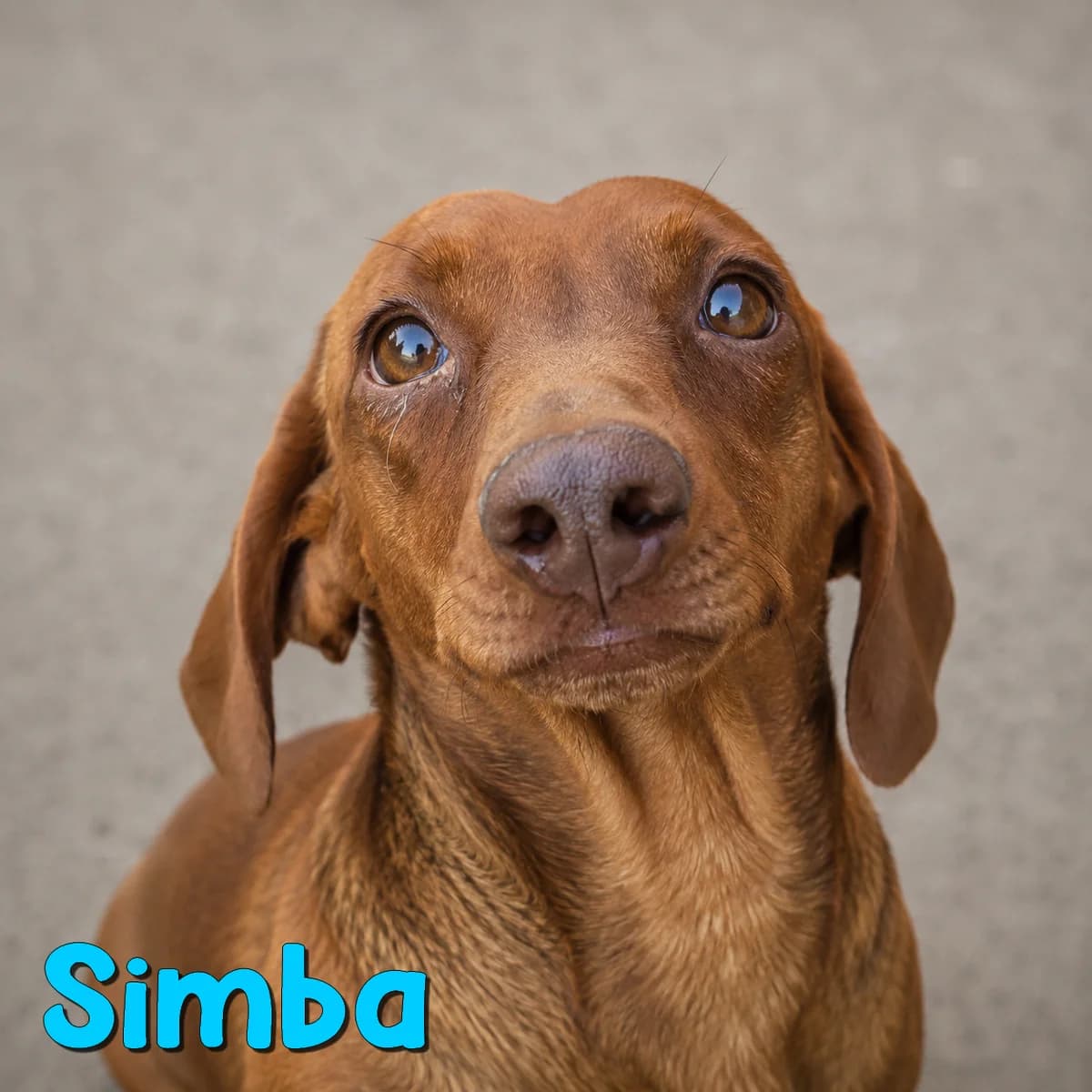 Simba2, male Mixed Breed for adoption at Nobody S Dog France