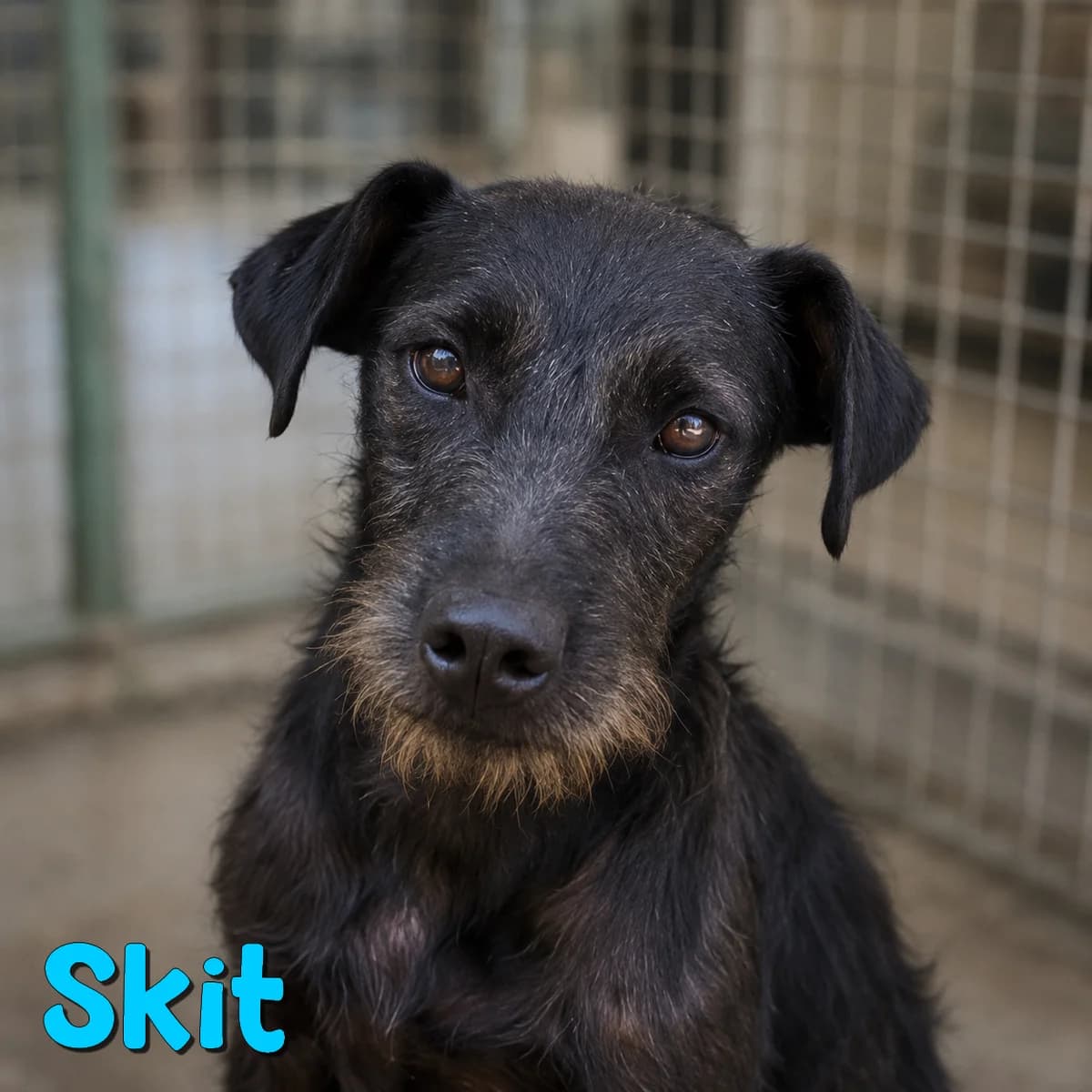 Skit2, male Mixed Breed for adoption at Nobody S Dog France