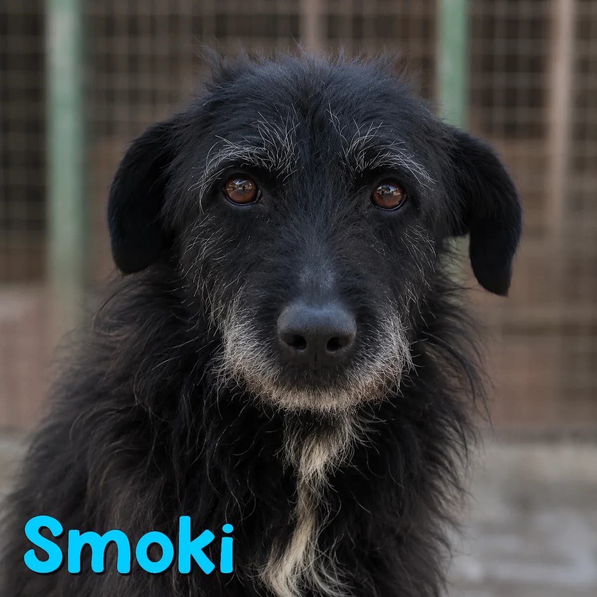 Smoki2, male Mixed Breed for adoption at Nobody S Dog France
