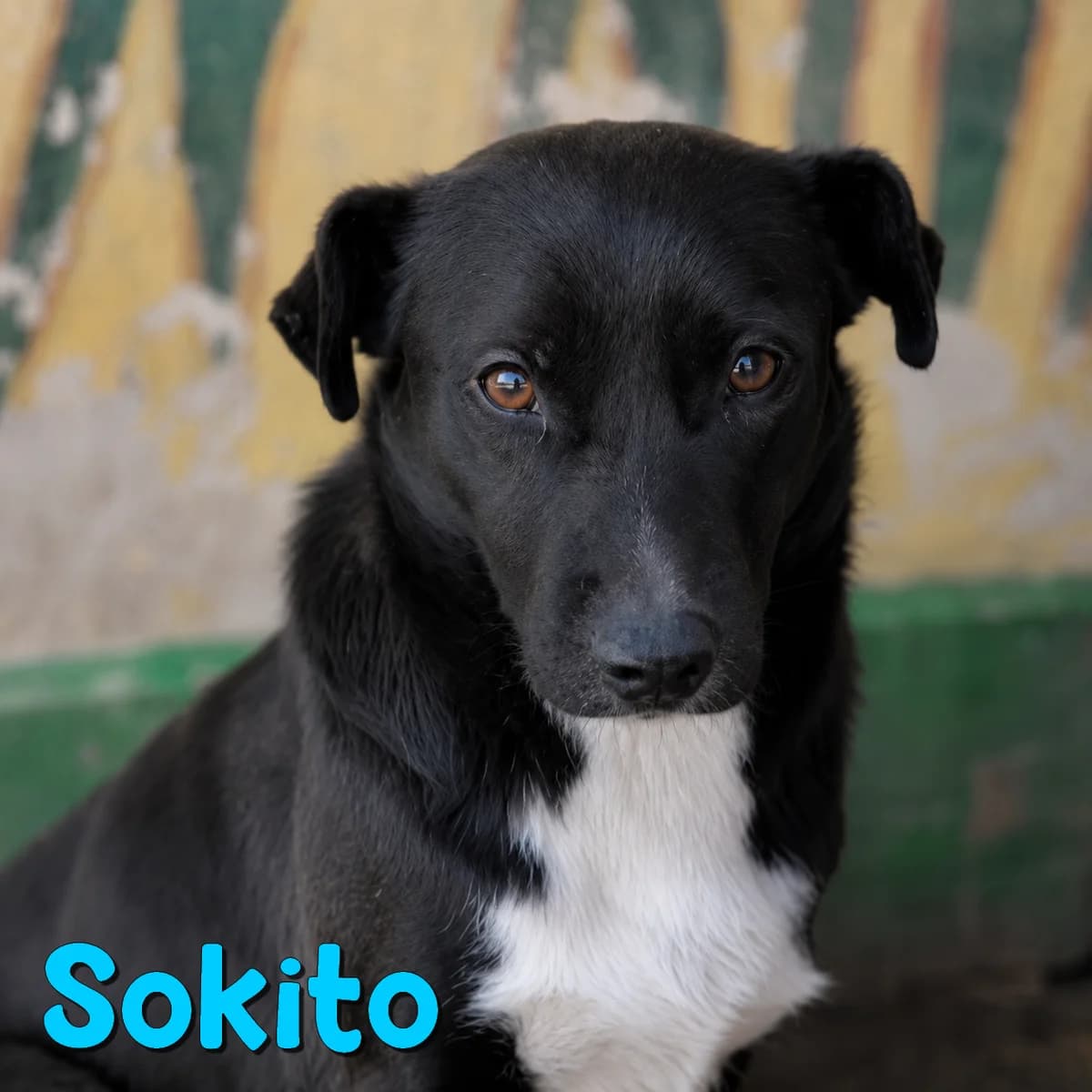 Sokito2, male Mixed Breed for adoption at Nobody S Dog France
