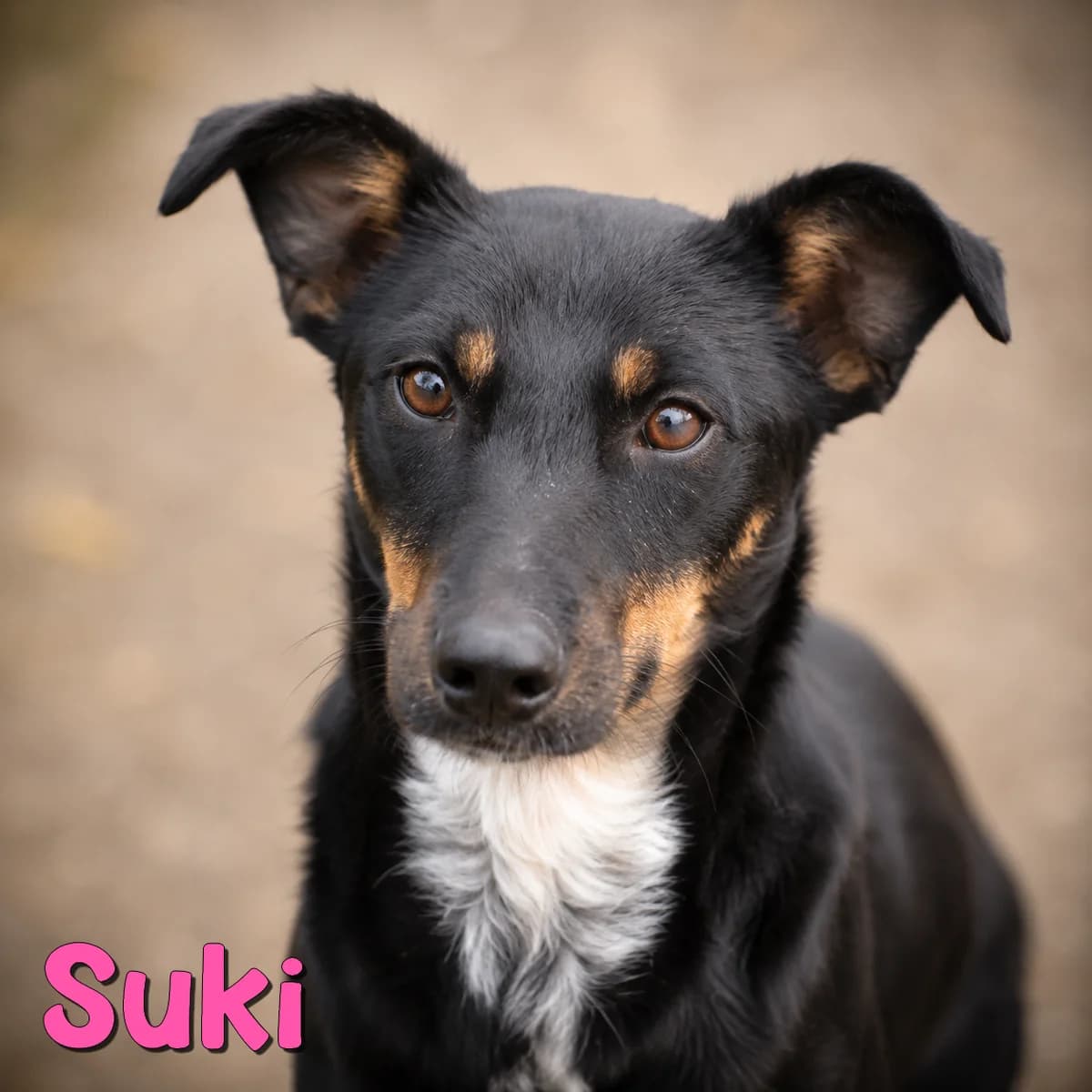 Suki2, female Mixed Breed for adoption at Nobody S Dog France