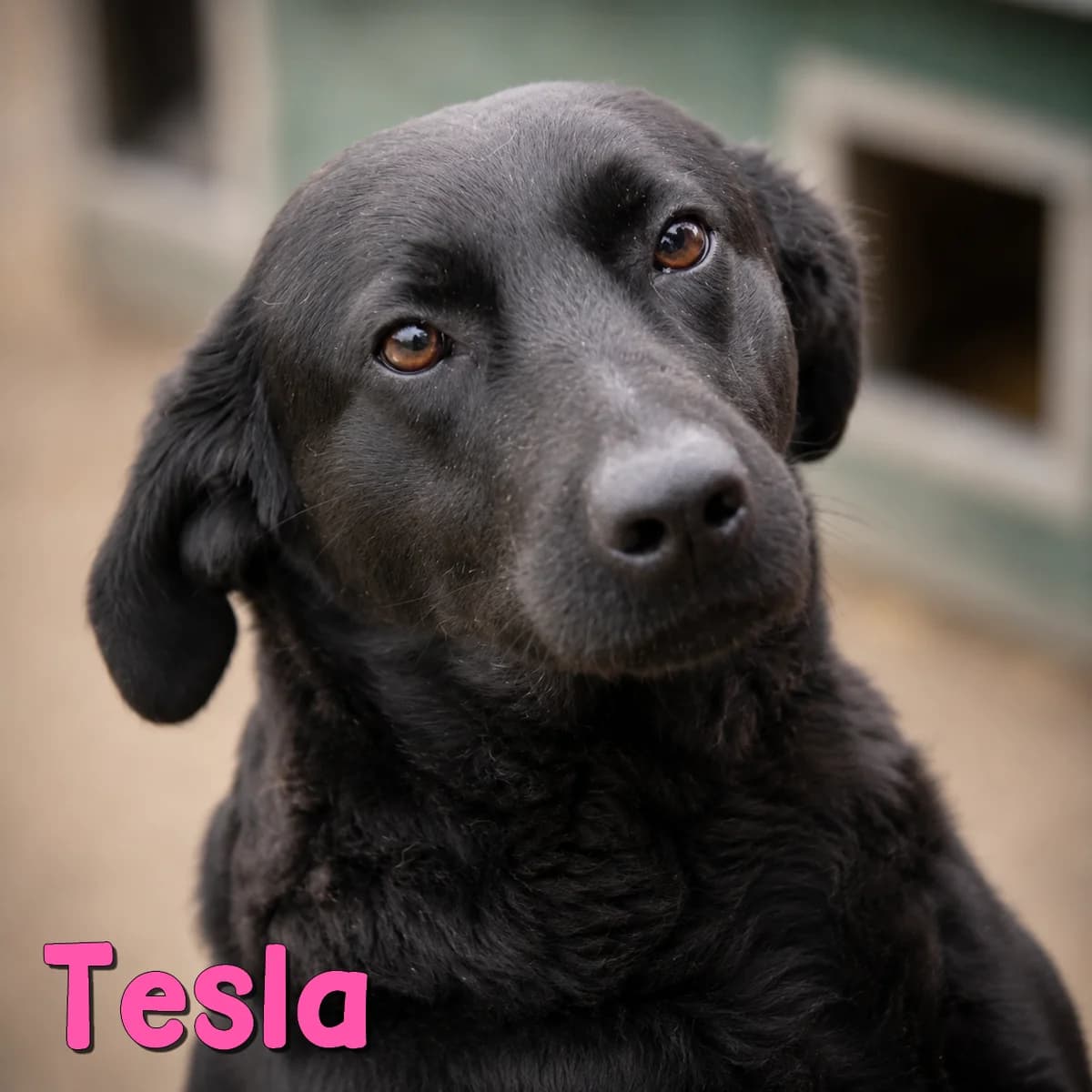 Tesla2, female Mixed Breed for adoption at Nobody S Dog France