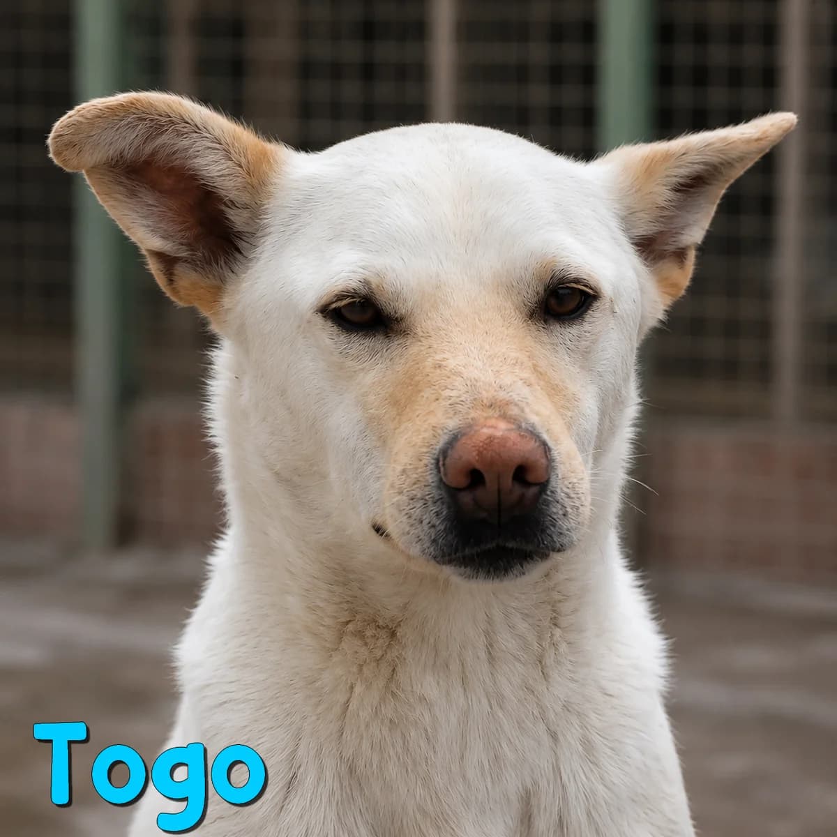 Togo2, male Mixed Breed for adoption at Nobody S Dog France