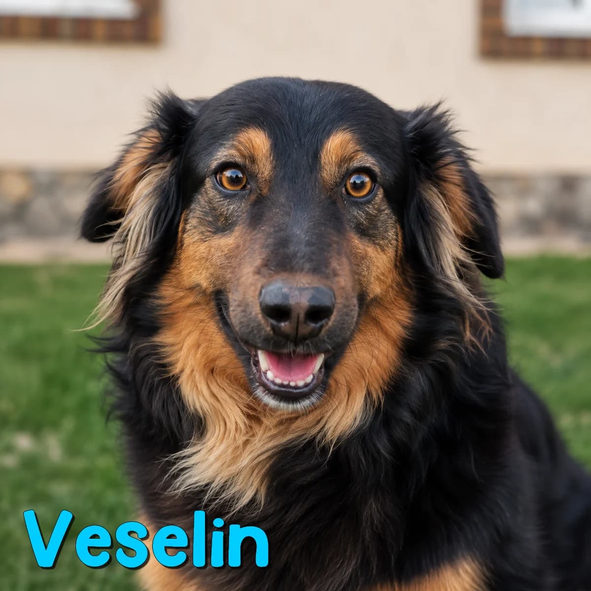Veselin2, male Mixed Breed for adoption at Nobody S Dog France