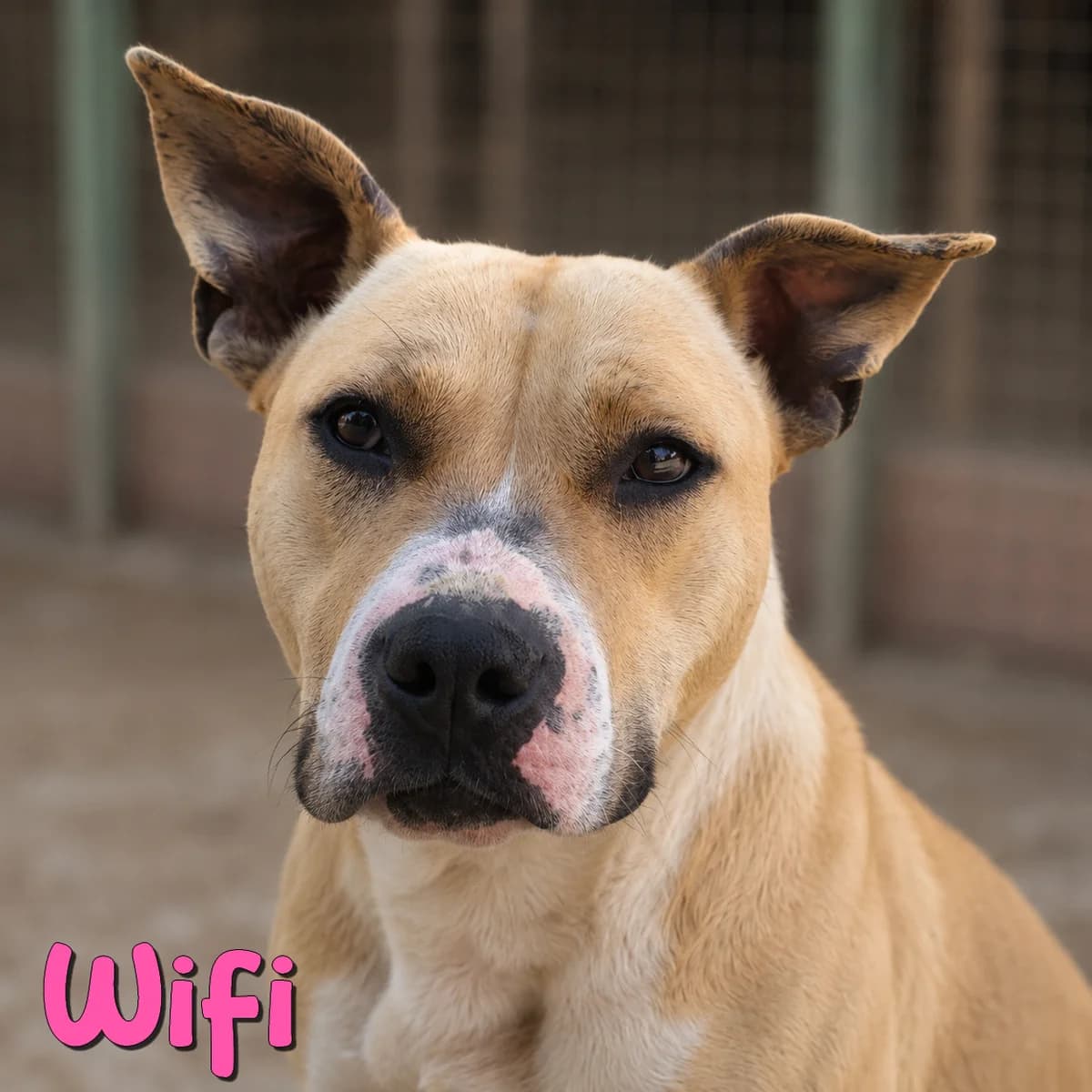 Wifi2, female Mixed Breed for adoption at Nobody S Dog France