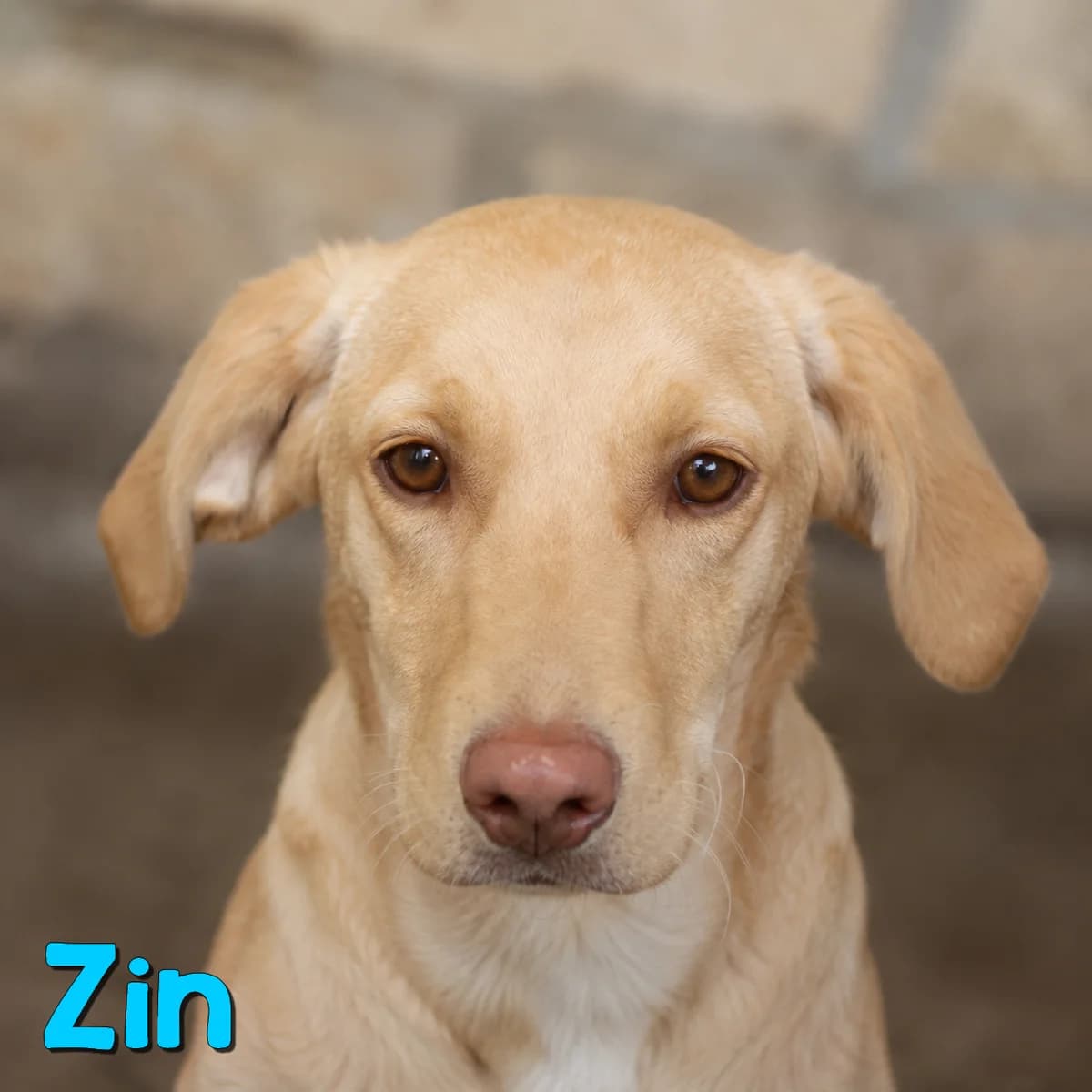 Zin2, male Mixed Breed for adoption at Nobody S Dog France