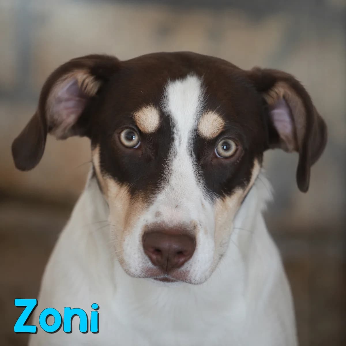 Zoni2, male Mixed Breed for adoption at Nobody S Dog France