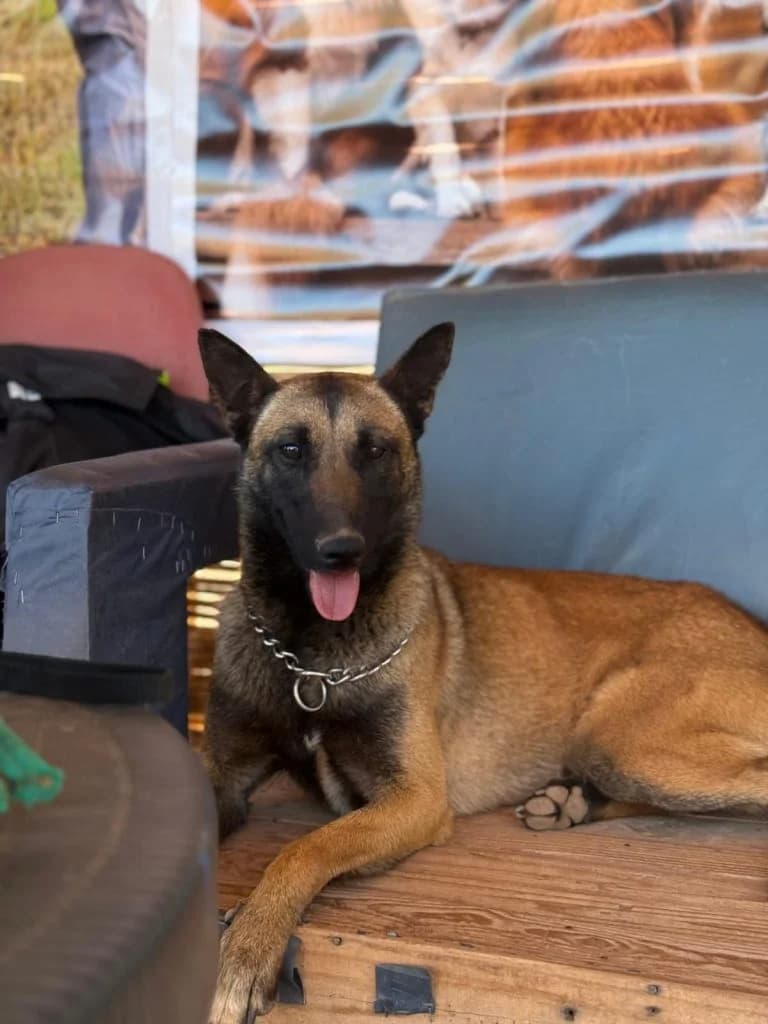Jerry, female young Belgian Malinois for adoption at Nos Amis Pour La Vie Europe