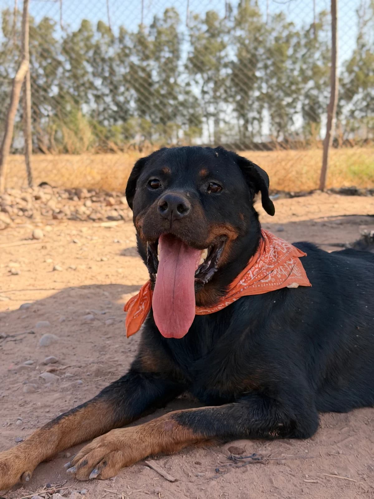 Laika, female 4yo Rottweiler for adoption at Nos Amis Pour La Vie Europe