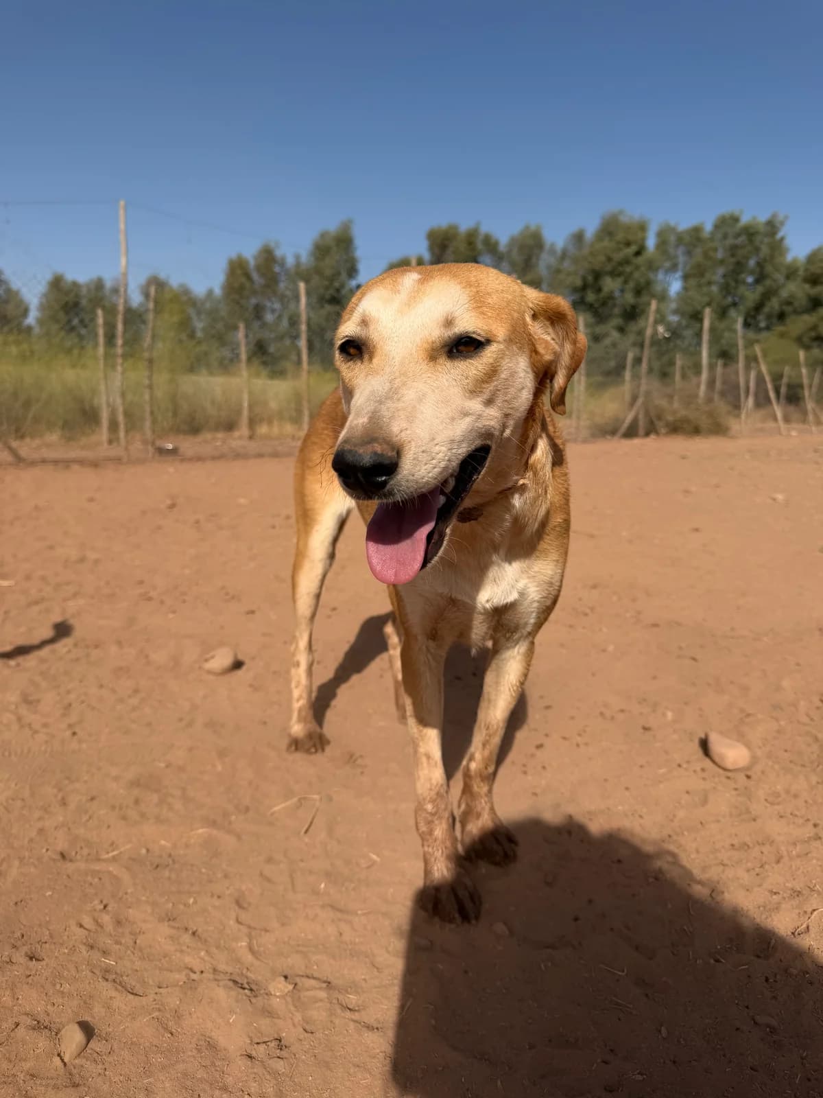 Mila, female young mixed breed for adoption at Nos Amis Pour La Vie Europe
