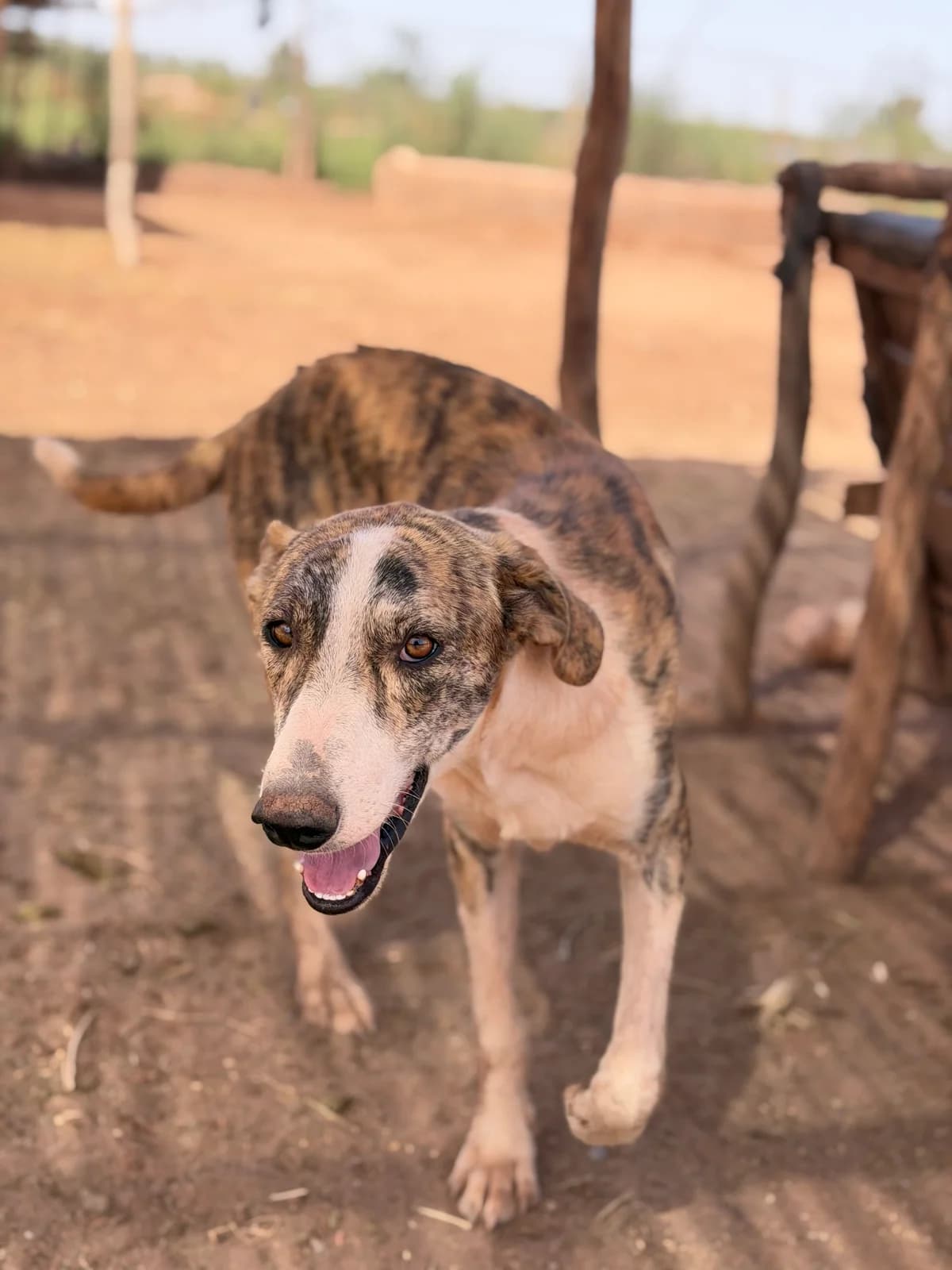 Kayser, male young mixed breed for adoption at Nos Amis Pour La Vie Europe