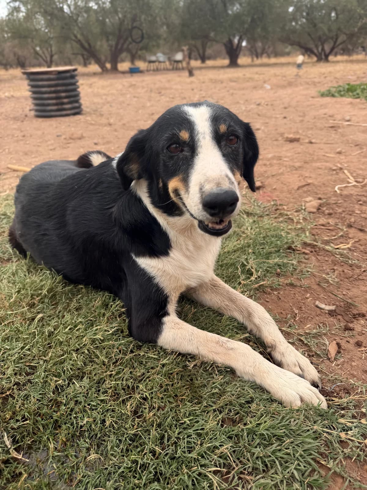 Chokapic, female 6yo mixed breed for adoption at Nos Amis Pour La Vie Europe