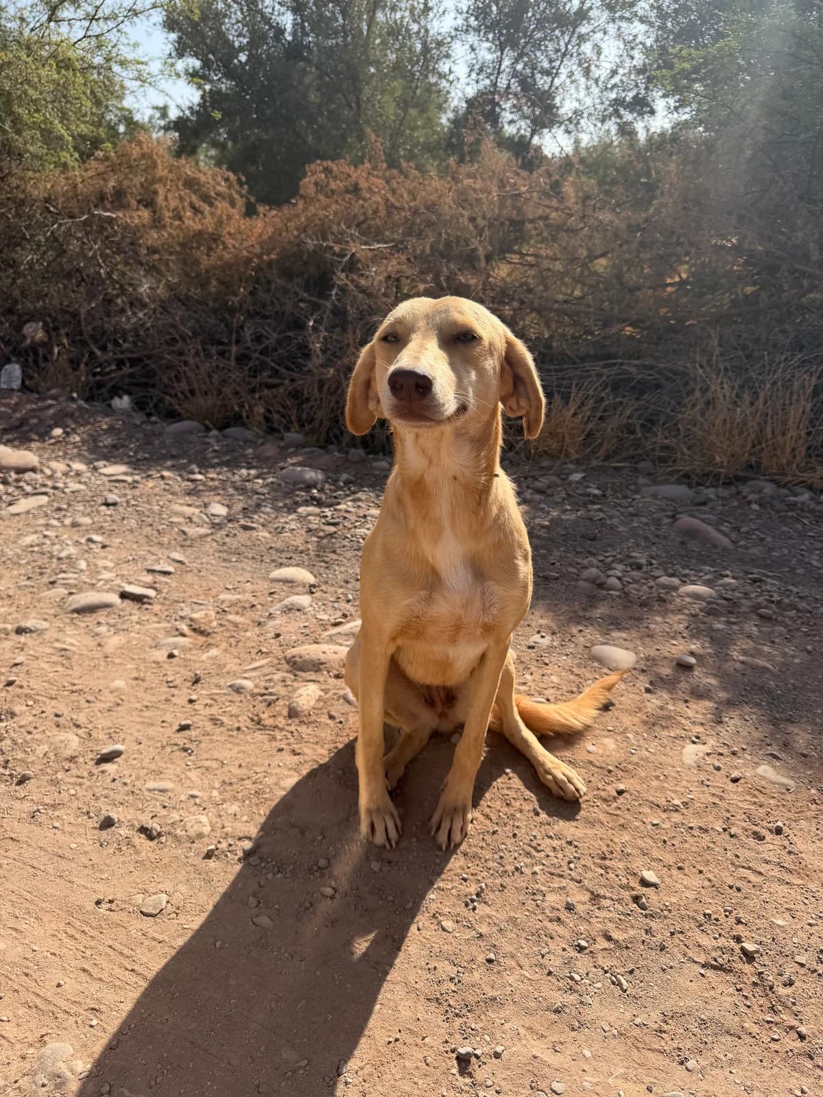 Biscotte, female young mixed breed for adoption at Nos Amis Pour La Vie Europe