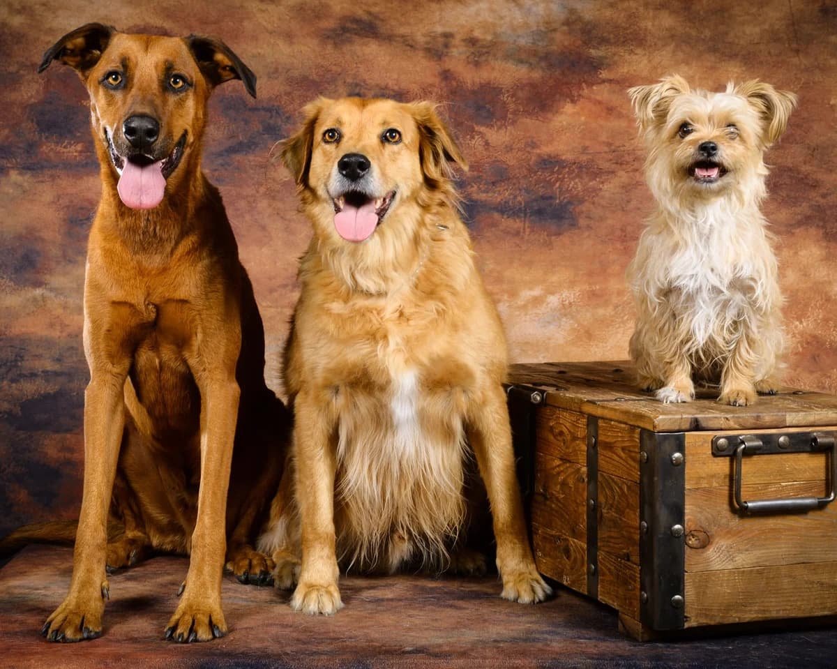 Dog, Mixed Breed for adoption at Océan de Bonheur