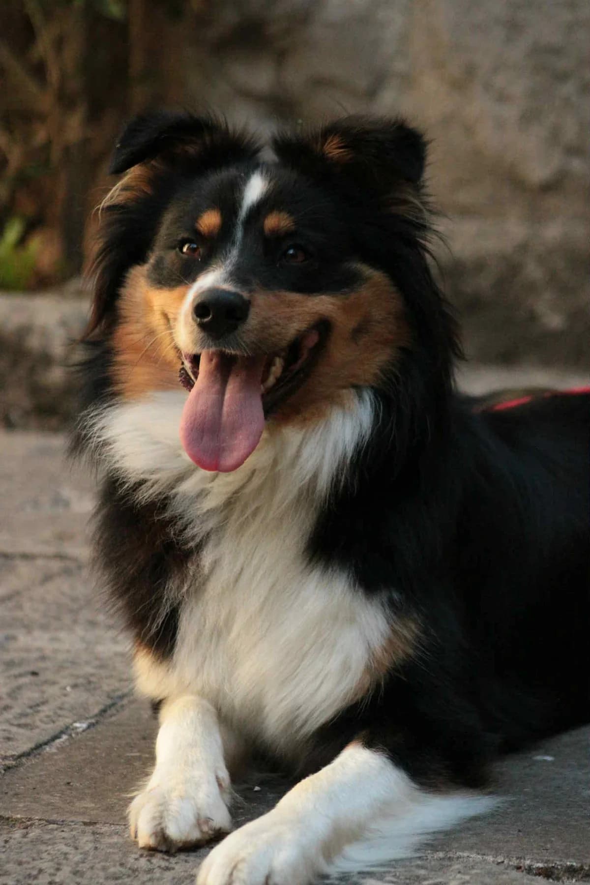 Moon, female Border Collie for adoption at L