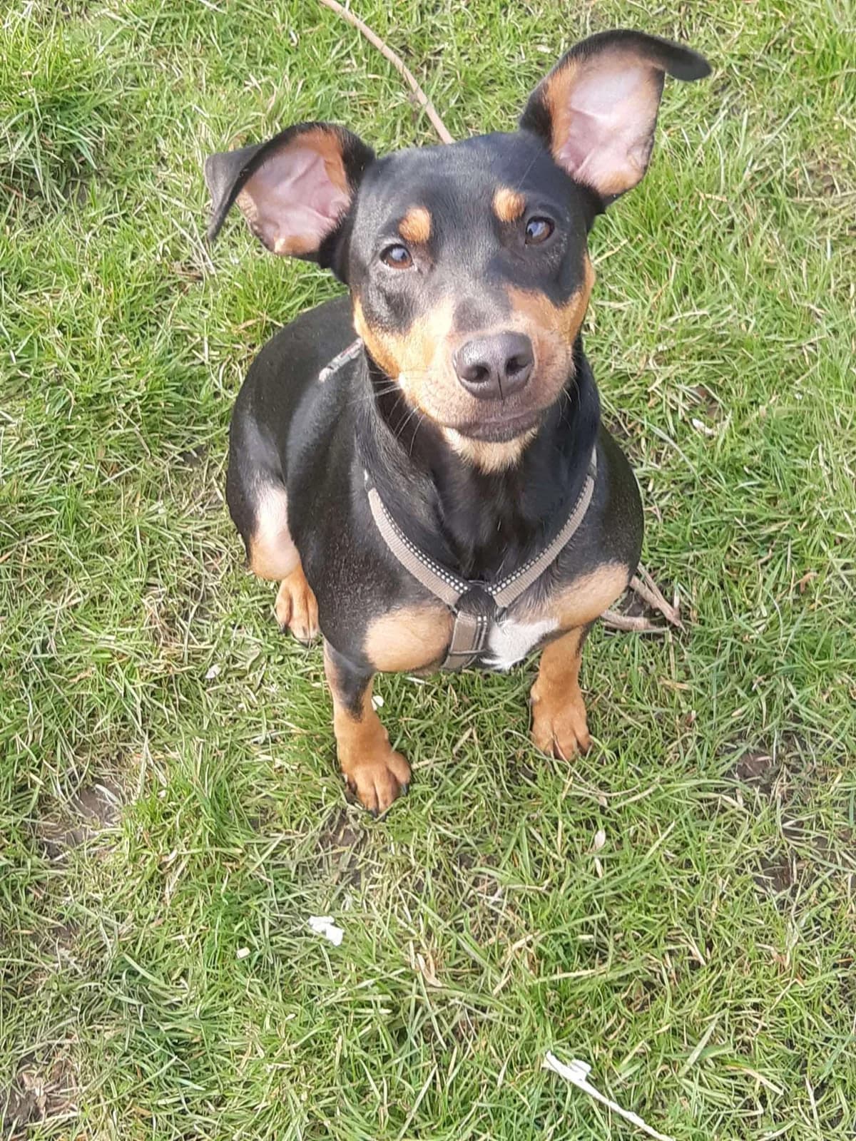 Thémis, female Mixed Breed for adoption at L