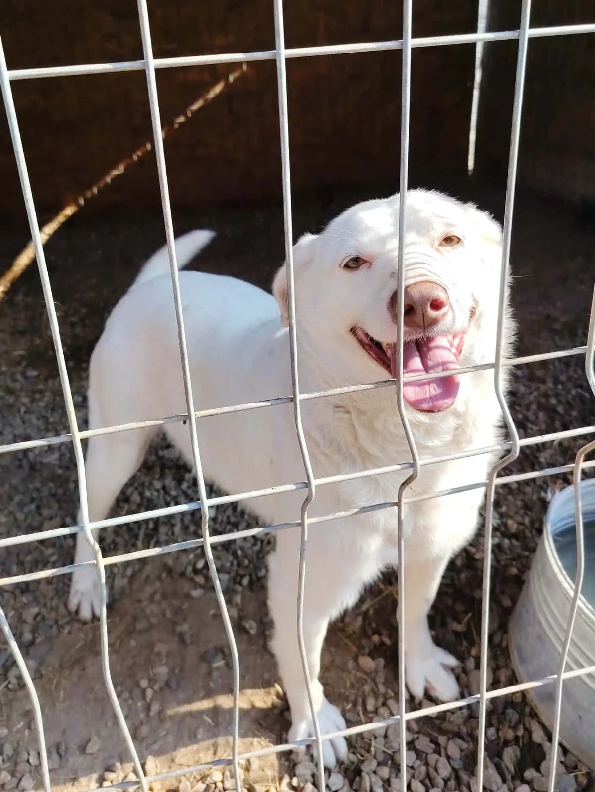Lina, female Mixed Breed for adoption at Only For Them, only for them