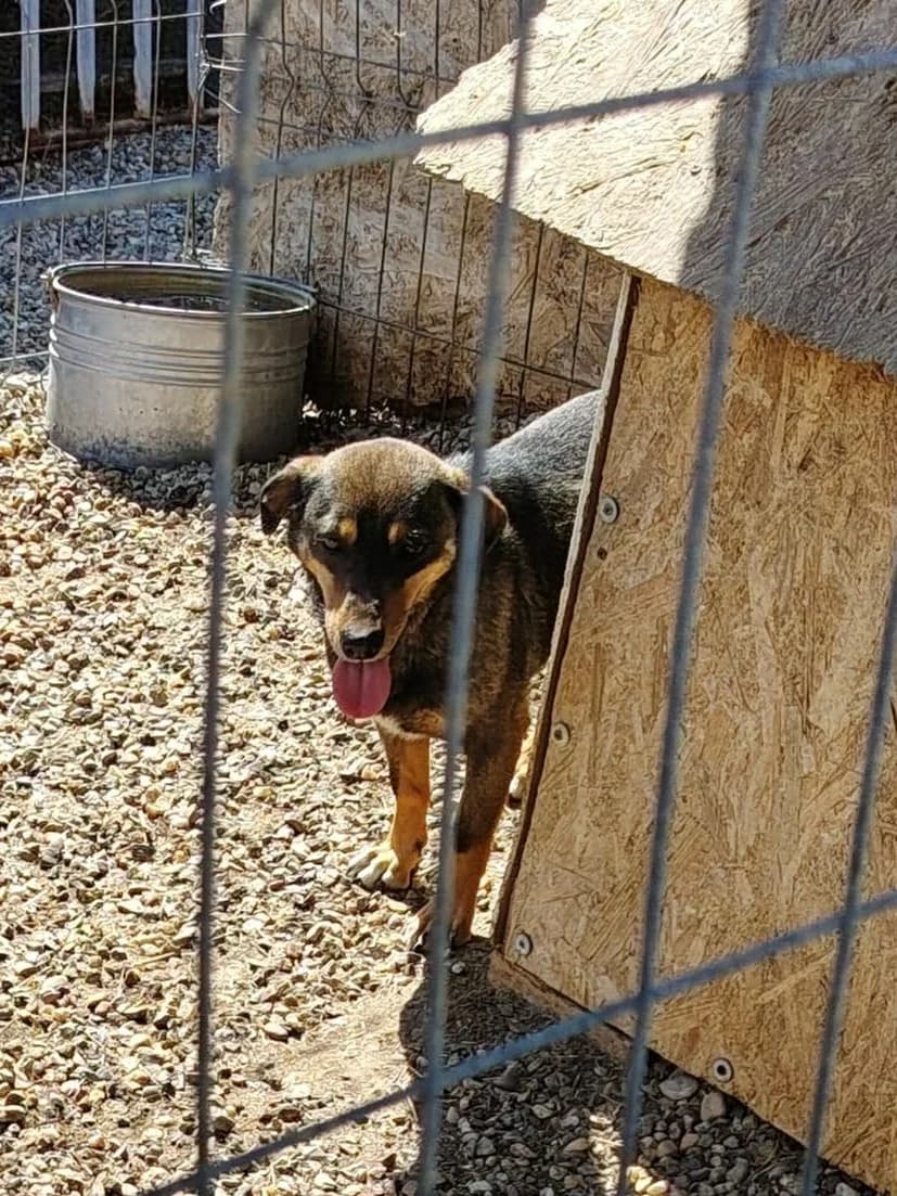 Elio, male Mixed Breed for adoption at Only For Them, only for them