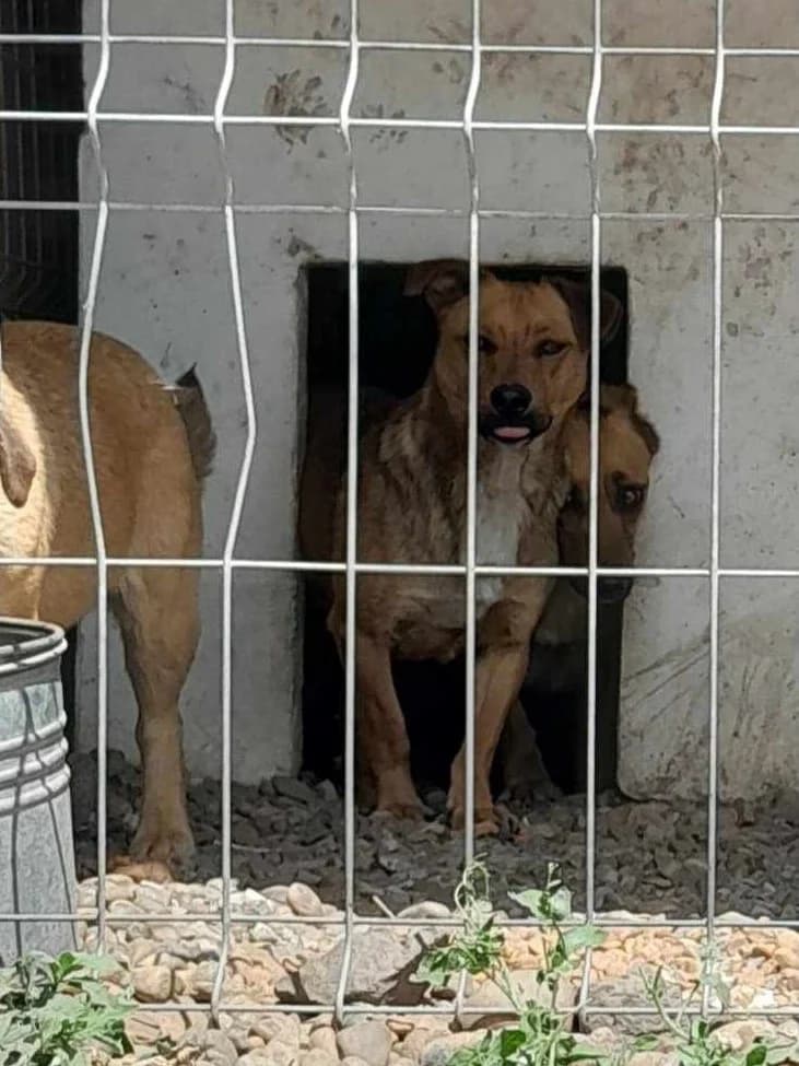 Enzo, male Mixed Breed for adoption at Only For Them, only for them