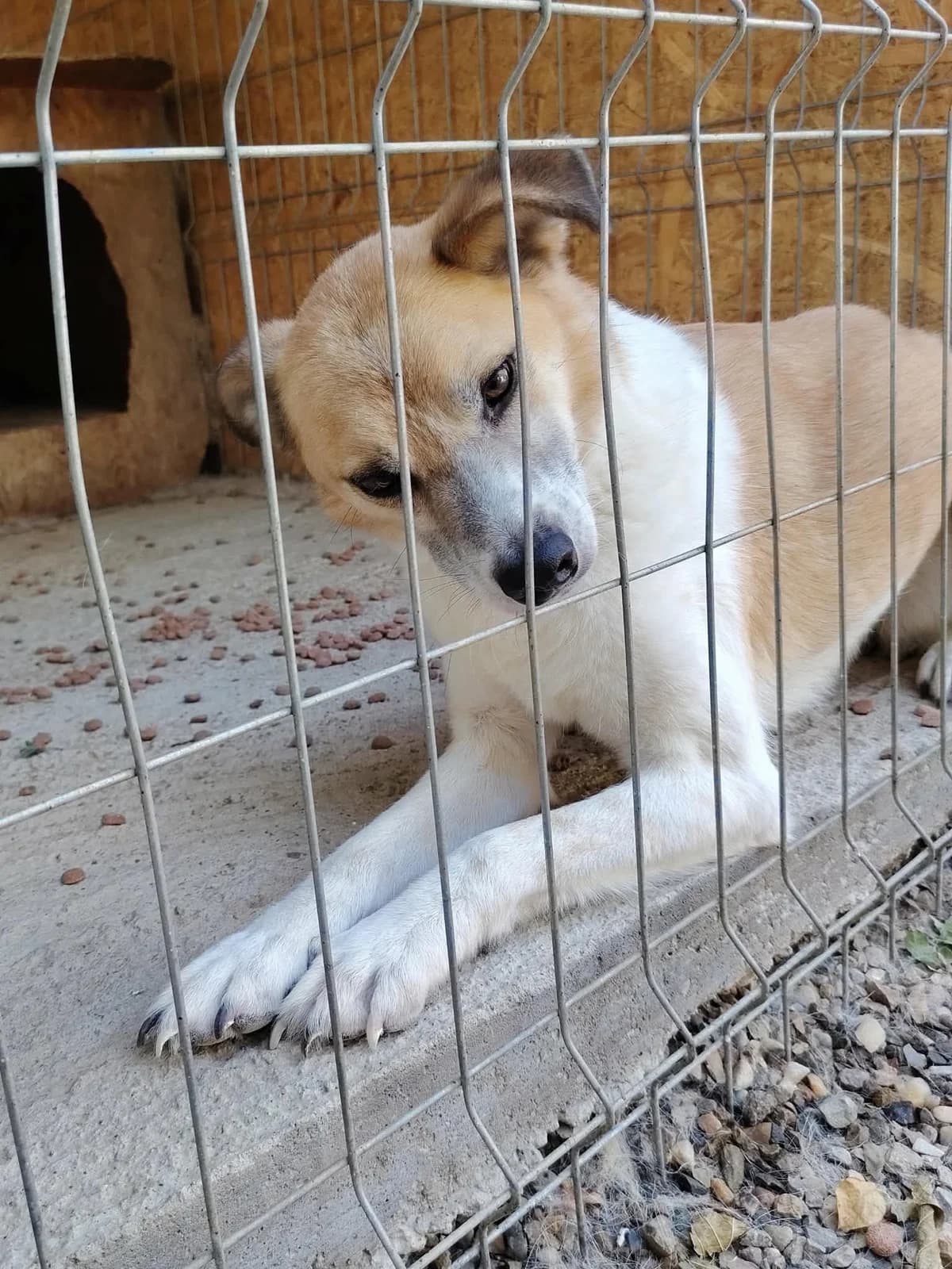 Honey, male Mixed Breed for adoption at Only For Them, only for them