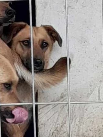 Jin, female Mixed Breed for adoption at Only For Them, only for them