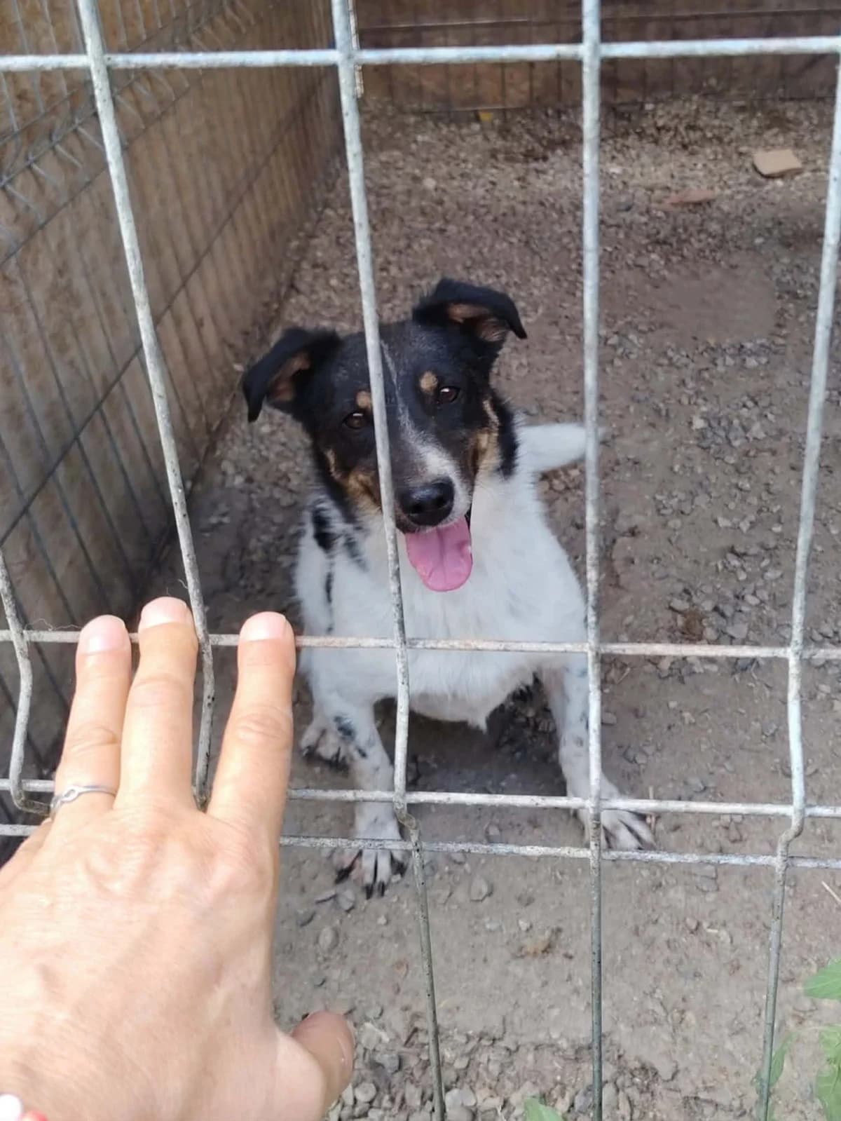 Kiwi, male Mixed Breed for adoption at Only For Them, only for them