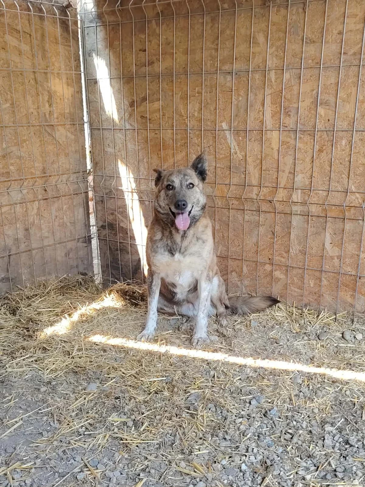 Moon, female Mixed Breed for adoption at Only For Them, only for them