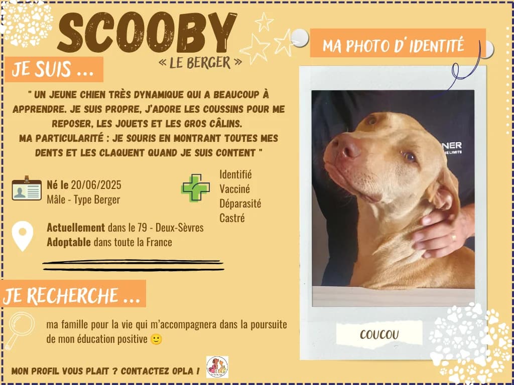Scooby, male young Mixed Breed for adoption at OPLA - On Peut Les Aider (Deux-Sèvres)