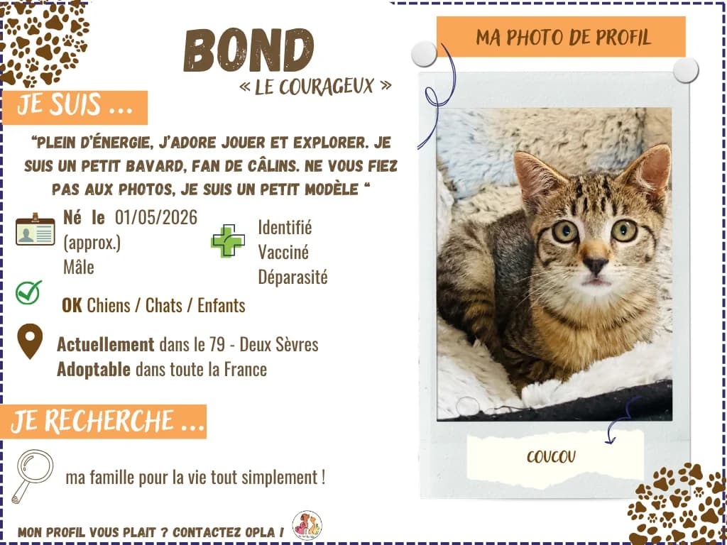 Bond, male puppy Mixed Breed for adoption at OPLA - On Peut Les Aider (Deux-Sèvres)