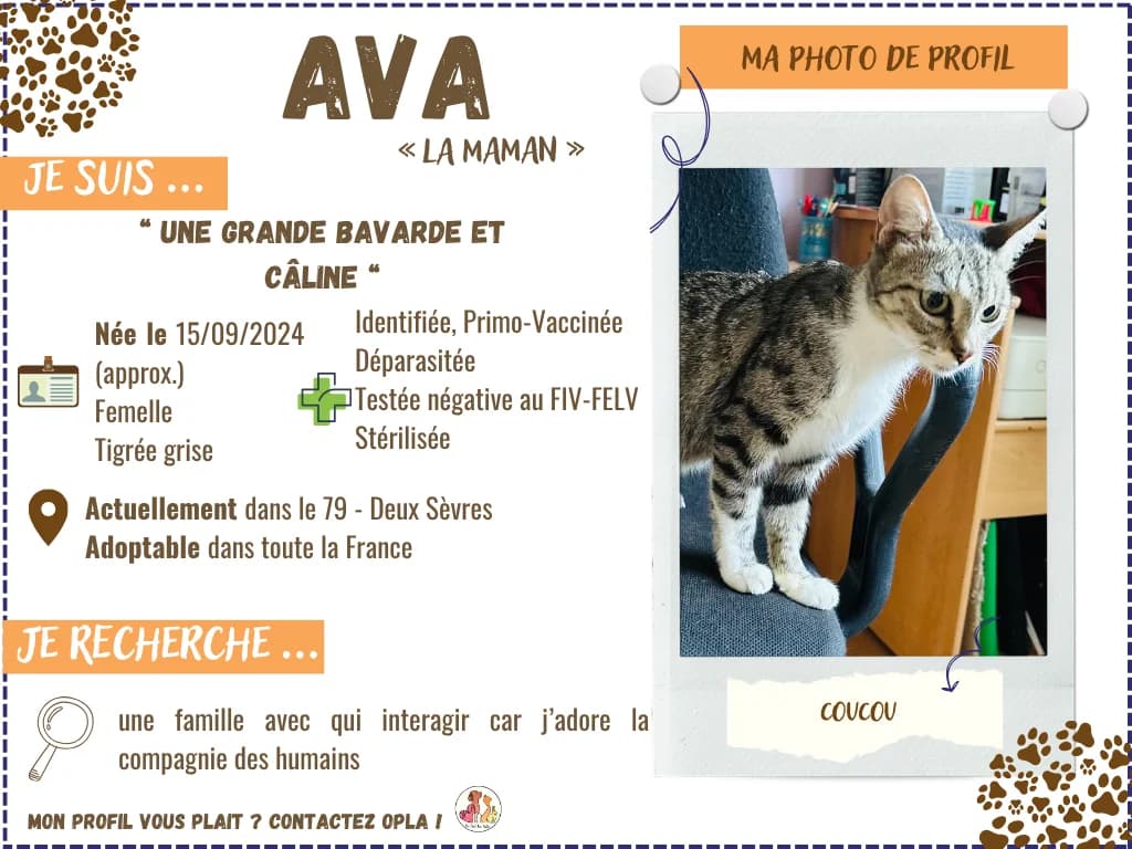 AVA, female young Mixed Breed for adoption at OPLA - On Peut Les Aider (Deux-Sèvres)