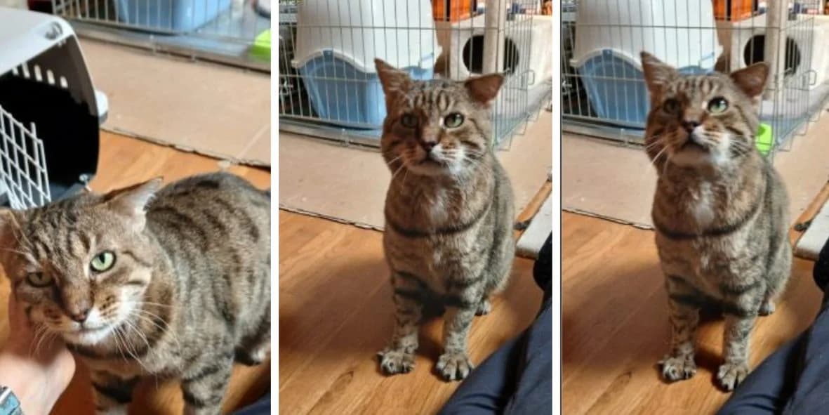 Max, male senior Mixed Breed for adoption at Orfélins, orfelins