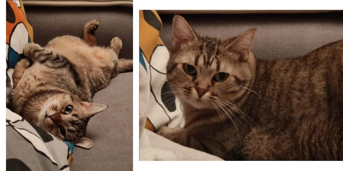 Kiko, female senior Mixed Breed for adoption at Orfélins, orfelins
