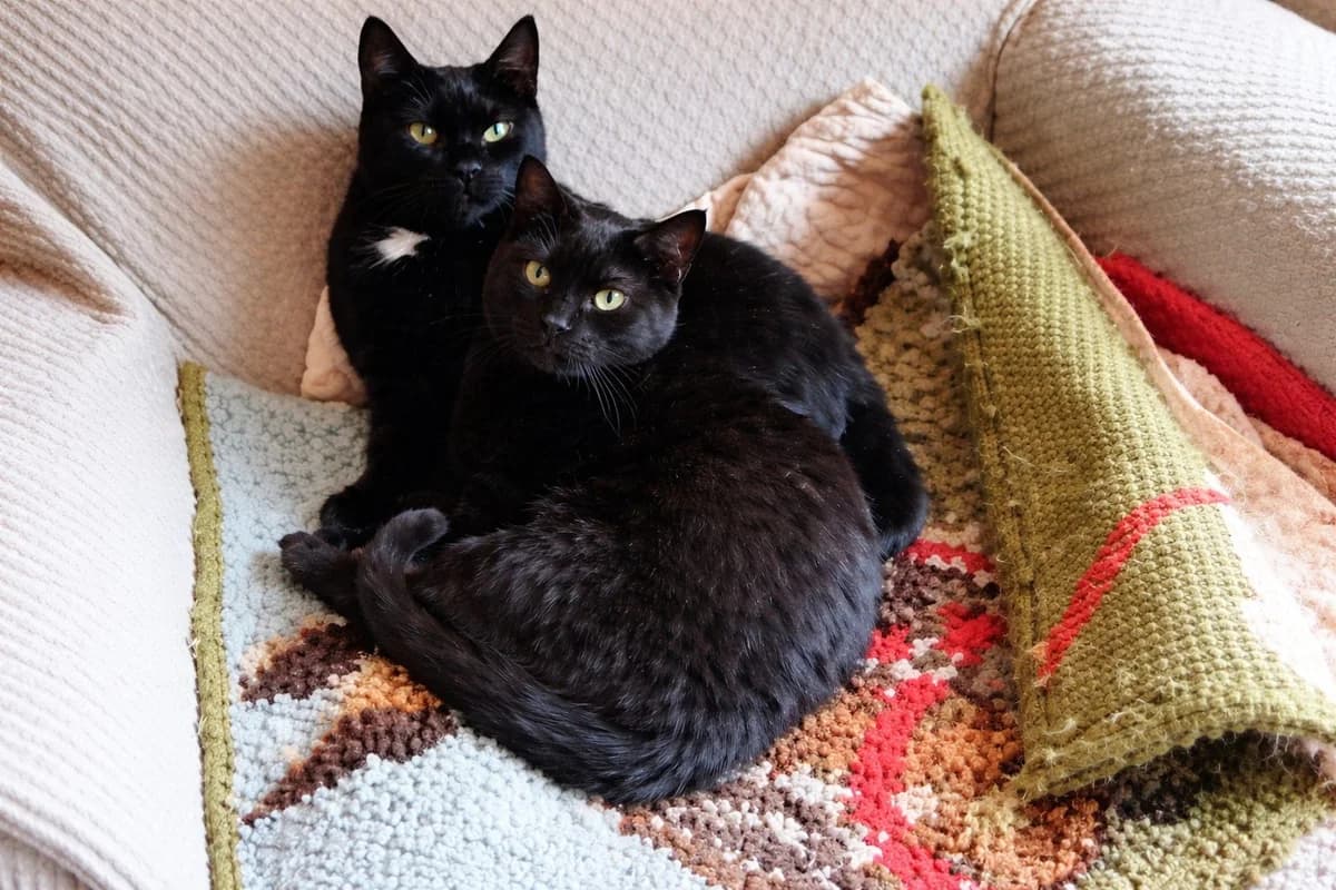 Truffe et Vanille, 5yo Mixed Breed for adoption at Orfélins, orfelins