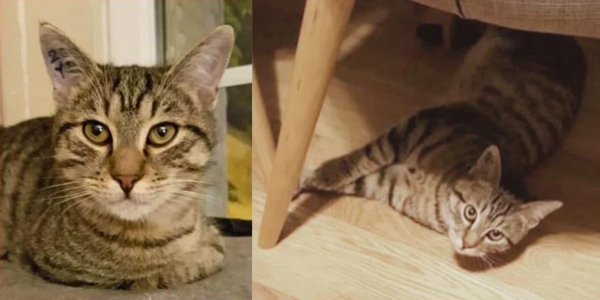 Chetan, male 7yo Mixed Breed for adoption at Orfélins, orfelins