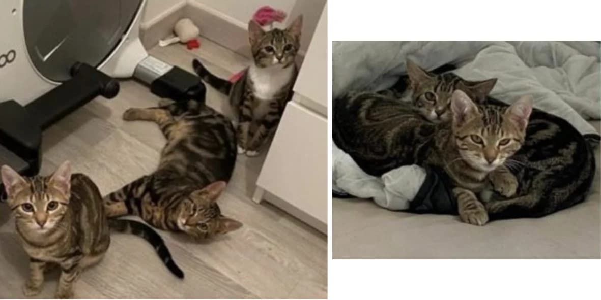 Sushi, female 5yo Mixed Breed for adoption at Orfélins, orfelins