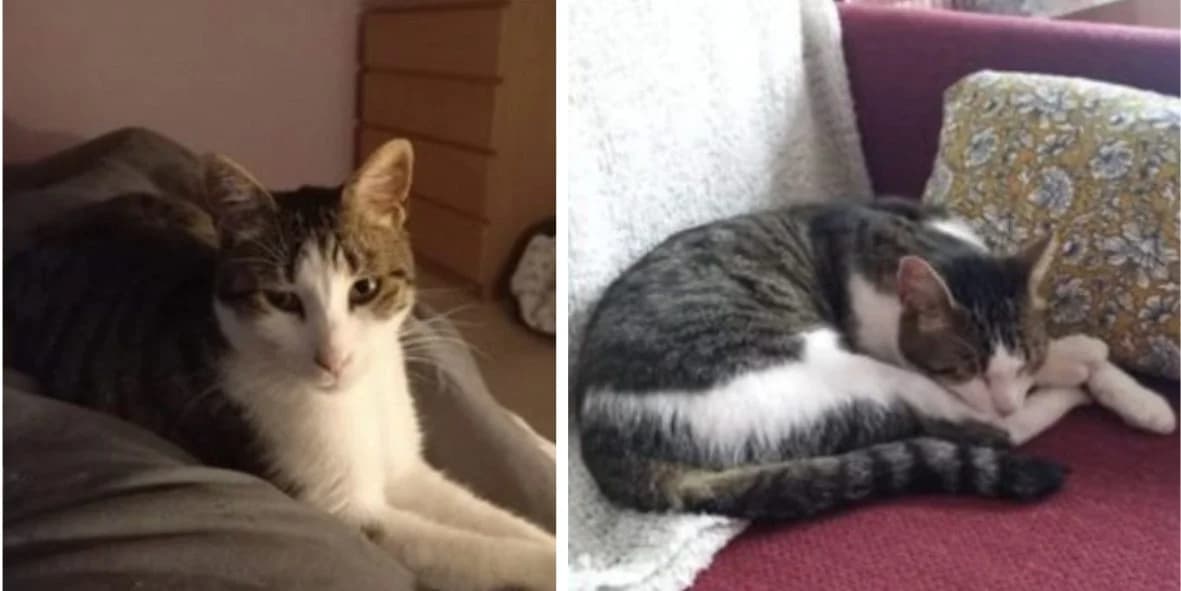 Oréo, male 7yo Mixed Breed for adoption at Orfélins, orfelins