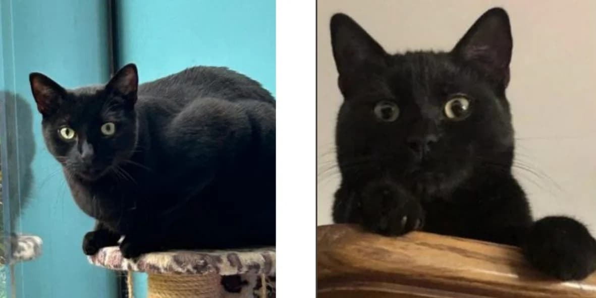 Tyx & Takagi, male 4yo Mixed Breed for adoption at Orfélins, orfelins