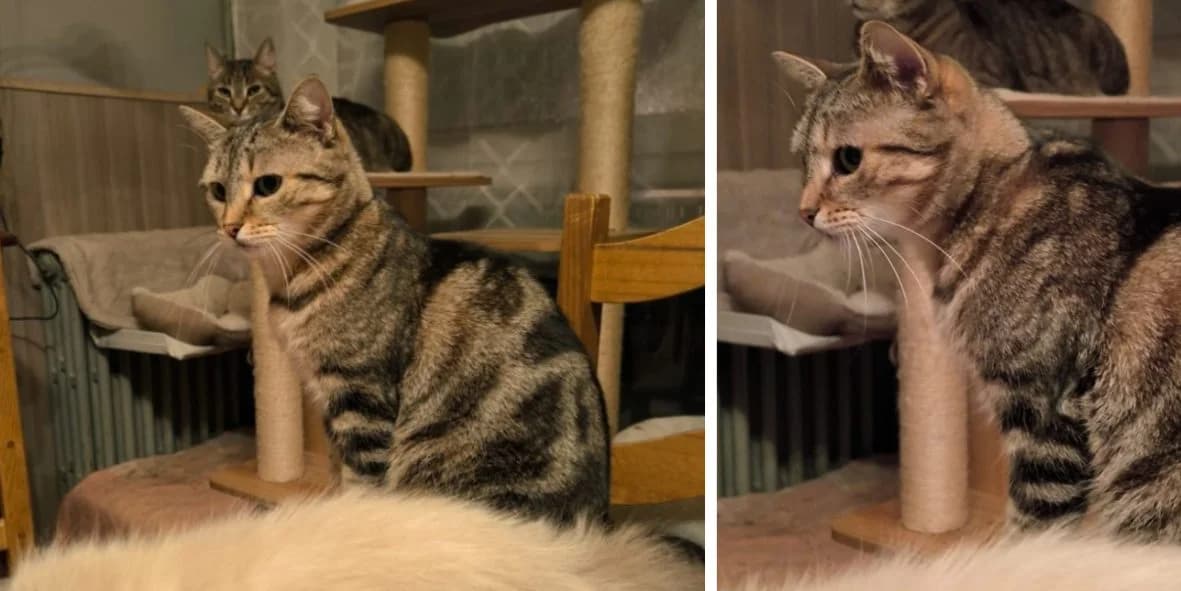 Sia, female 4yo Mixed Breed for adoption at Orfélins, orfelins