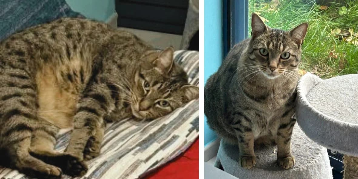 Tao, male 4yo Mixed Breed for adoption at Orfélins, orfelins