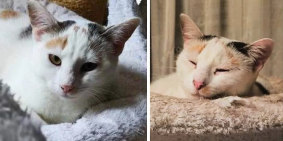 Masca, female 5yo Mixed Breed for adoption at Orfélins, orfelins