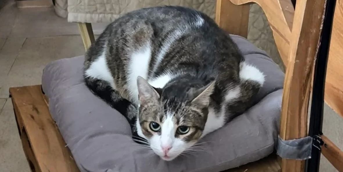 Tama, female 5yo Mixed Breed for adoption at Orfélins, orfelins