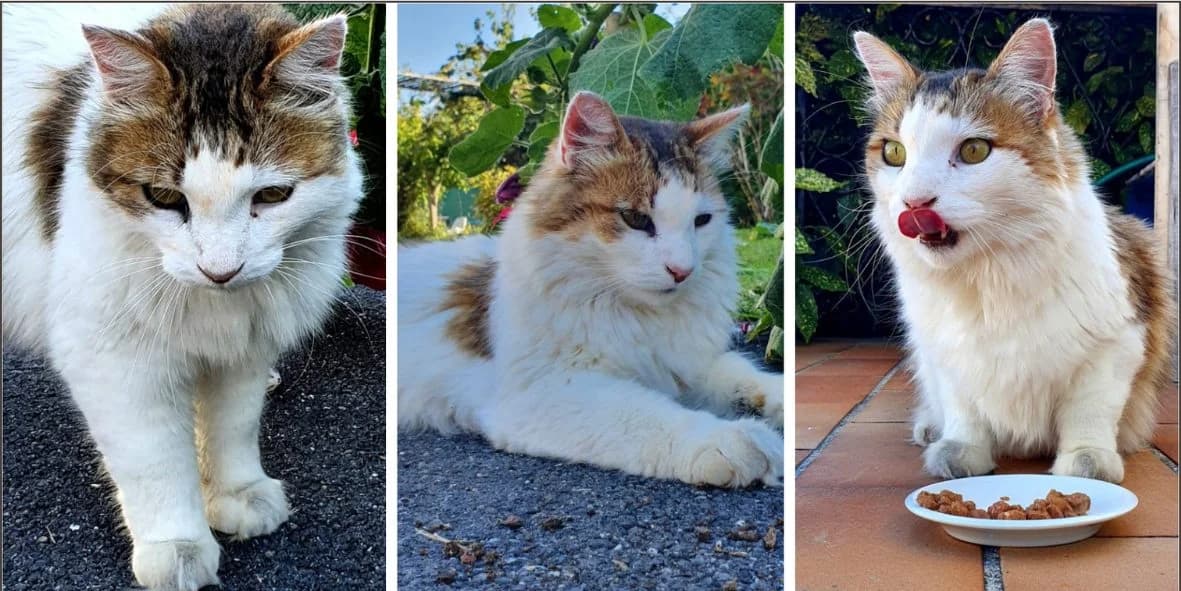 Chacha, male senior Mixed Breed for adoption at Orfélins, orfelins