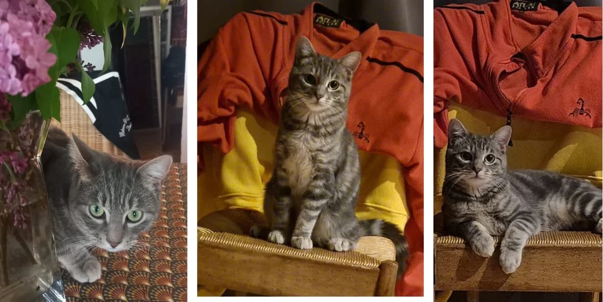 Arko, young Mixed Breed for adoption at Orfélins, orfelins
