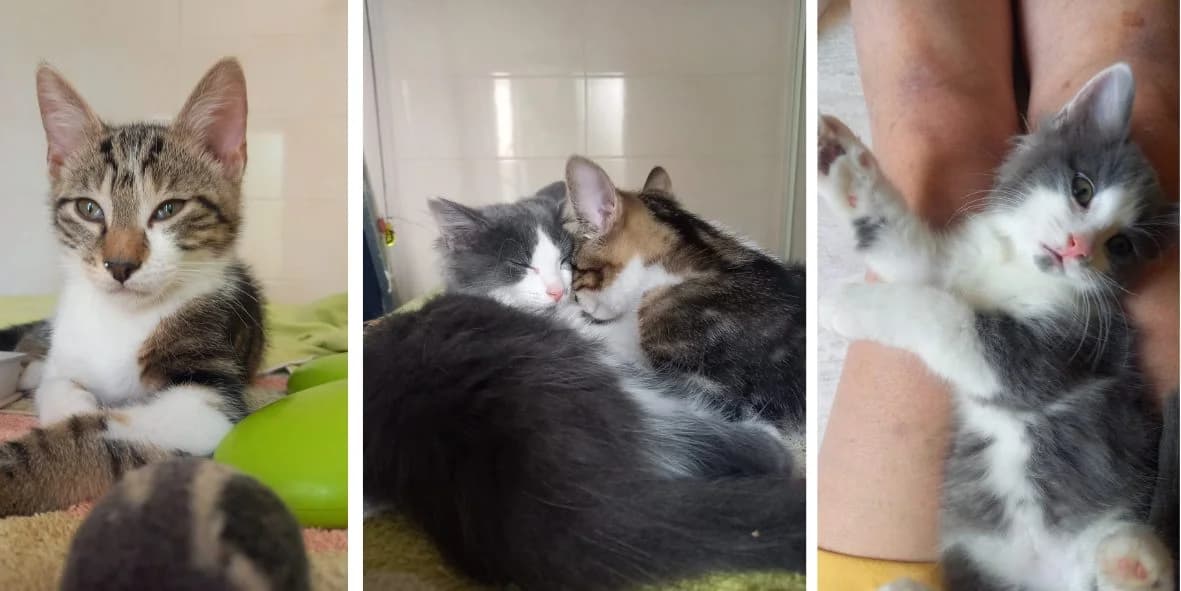 Bambou et Banksia, puppy Mixed Breed for adoption at Orfélins, orfelins