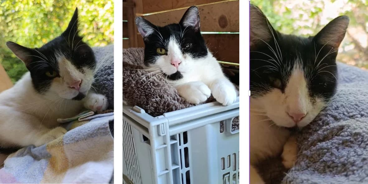 Bobby, 3yo Mixed Breed for adoption at Orfélins, orfelins